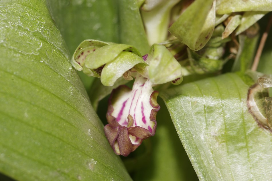 orchidea che ci prova